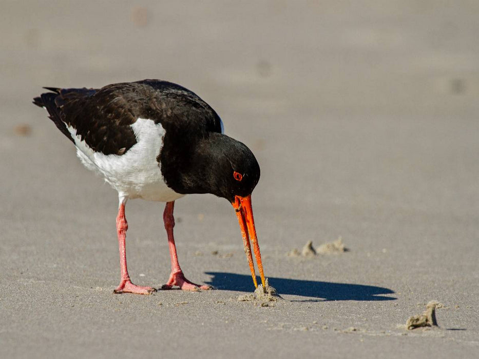 Austernfischer - CALVENDO Foto-Puzzle'