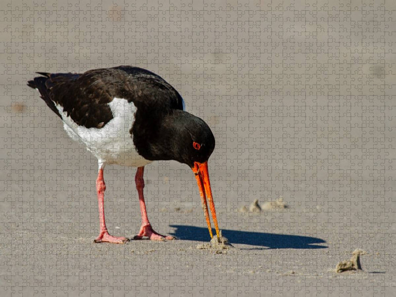 Austernfischer - CALVENDO Foto-Puzzle'