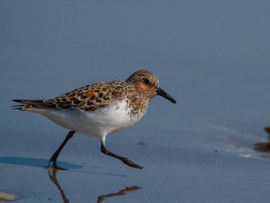 Sanderling - CALVENDO Foto-Puzzle'