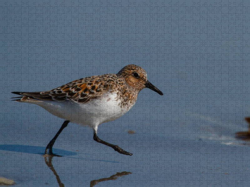 Sanderling - CALVENDO Foto-Puzzle'