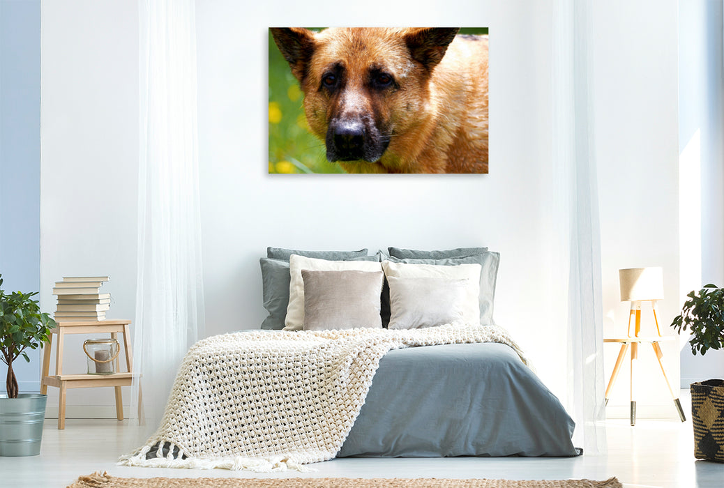 Premium Textil-Leinwand Premium Textil-Leinwand 120 cm x 80 cm quer Liebeserklärung an den Schäferhund