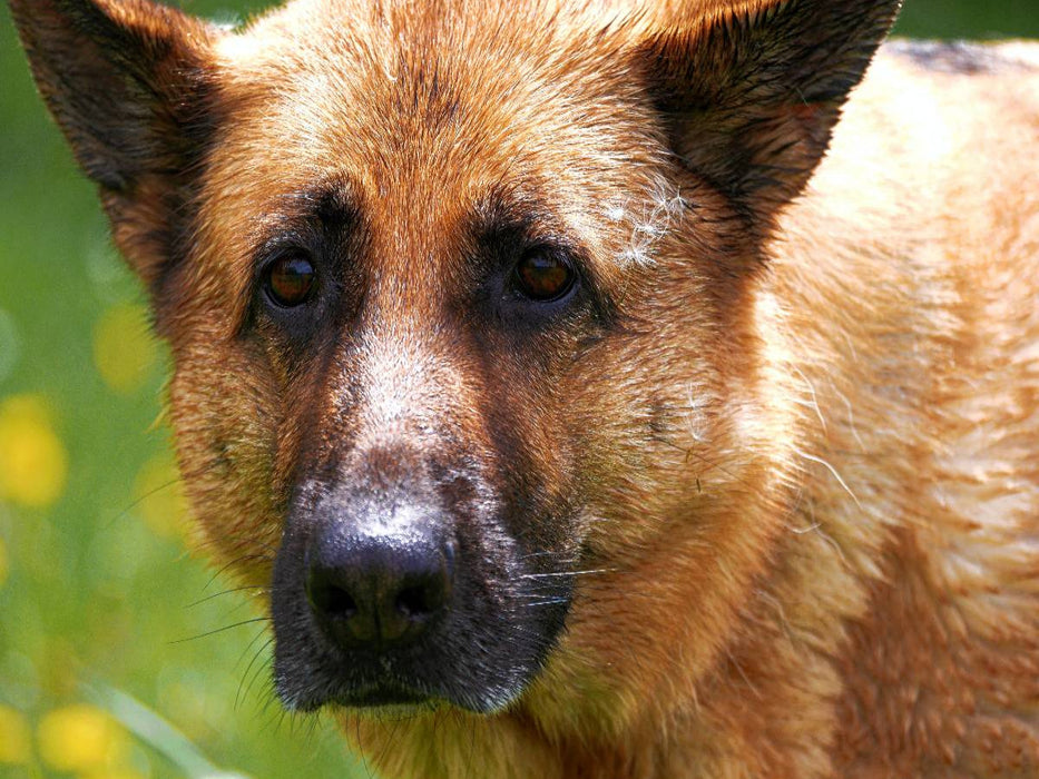Liebeserklärung an den Schäferhund - CALVENDO Foto-Puzzle'