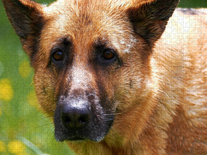 Liebeserklärung an den Schäferhund - CALVENDO Foto-Puzzle'