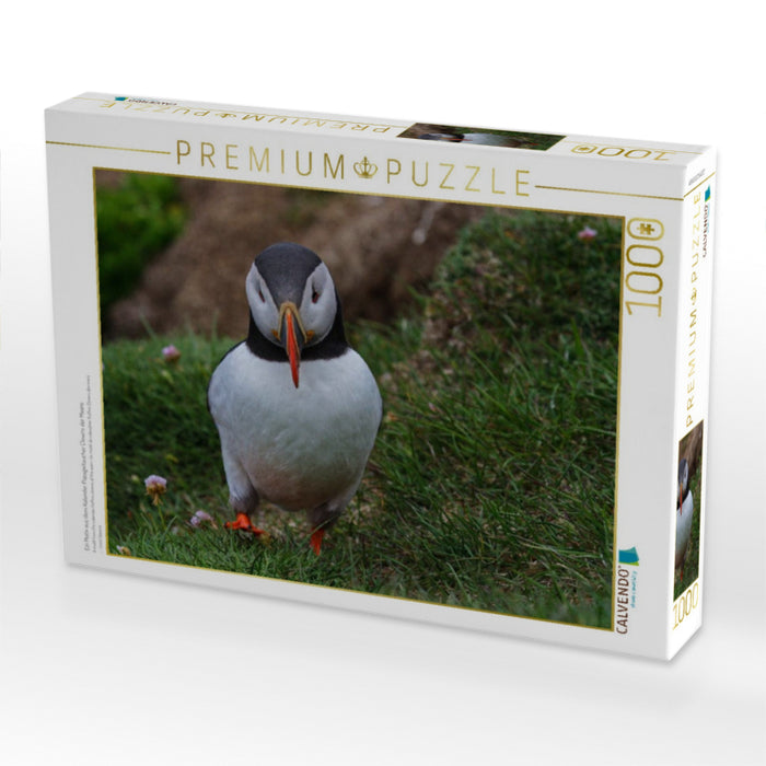 Ein Motiv aus dem Kalender Papageitaucher Clowns der Meere - CALVENDO Foto-Puzzle'