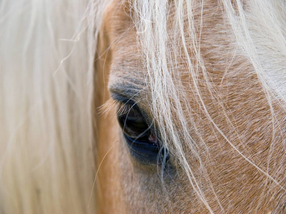 Haflingerportrait - CALVENDO Foto-Puzzle'