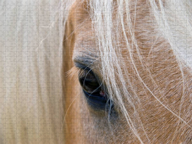 Haflingerportrait - CALVENDO Foto-Puzzle'