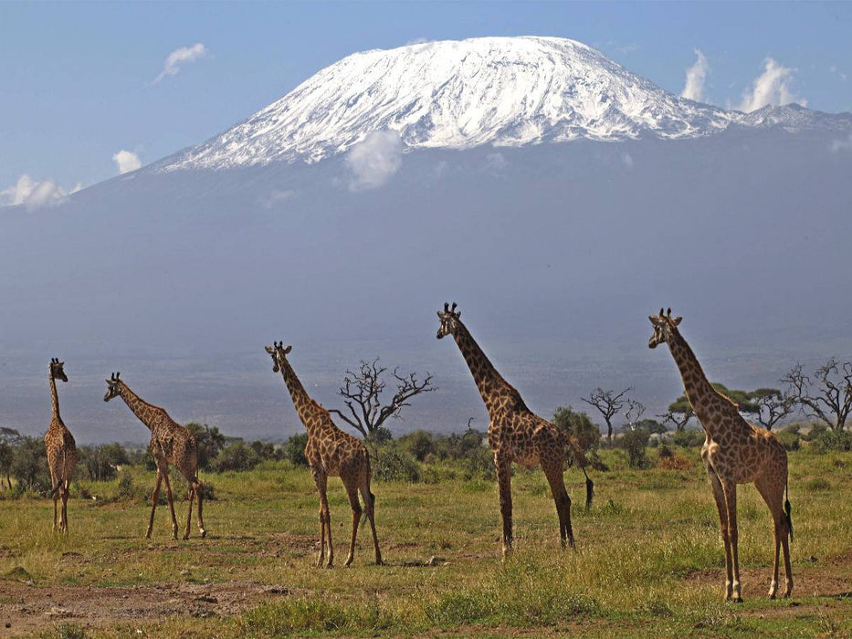 Giraffen – Am Kilimanjaro - CALVENDO Foto-Puzzle'