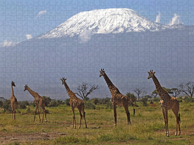 Giraffen – Am Kilimanjaro - CALVENDO Foto-Puzzle'