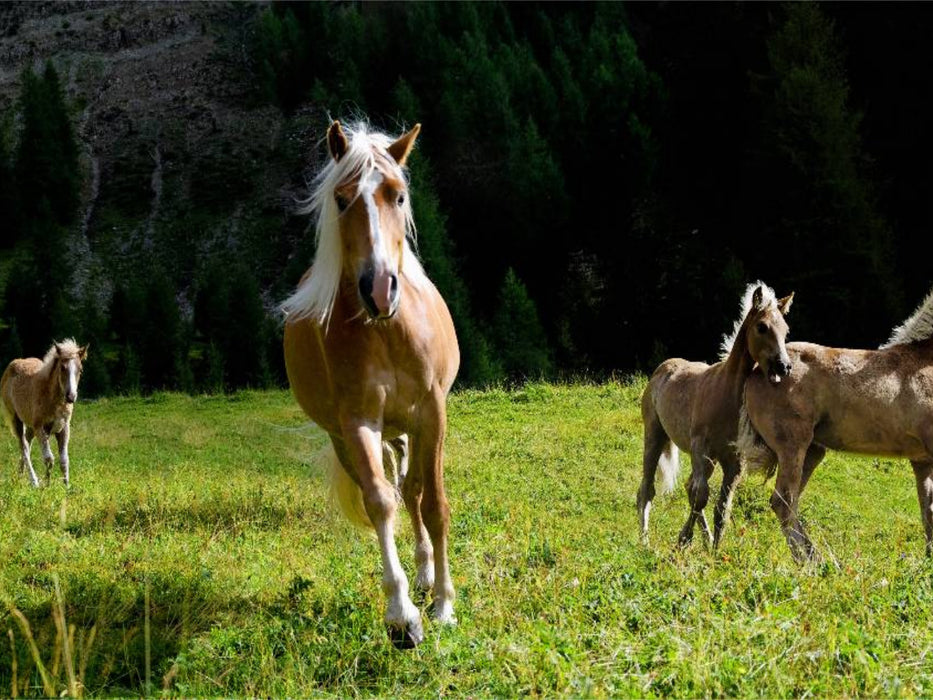 Haflinger auf der Weide - CALVENDO Foto-Puzzle'
