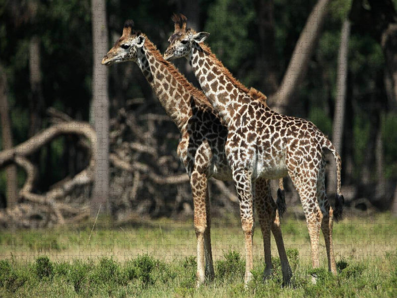 Giraffen – Zwillinge - CALVENDO Foto-Puzzle'