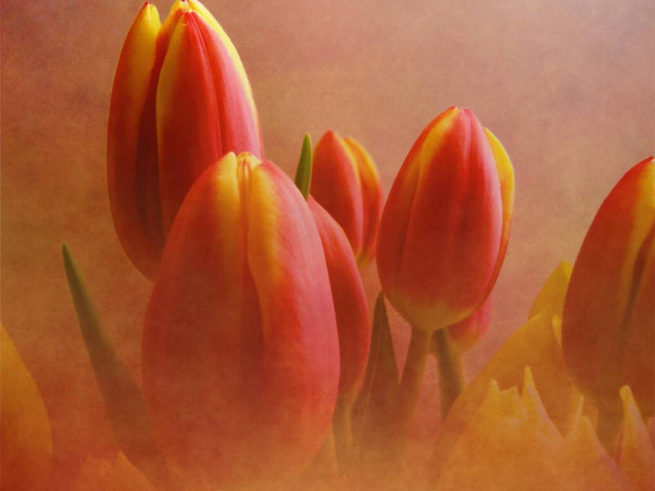 Tulpen im Nebel - CALVENDO Foto-Puzzle'