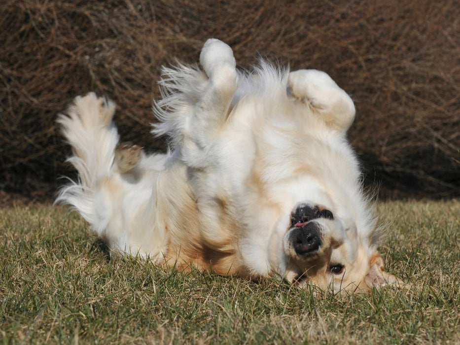 Ein Motiv aus dem Kalender Golden Retriever - Ein Herz auf 4 Pfoten - CALVENDO Foto-Puzzle'