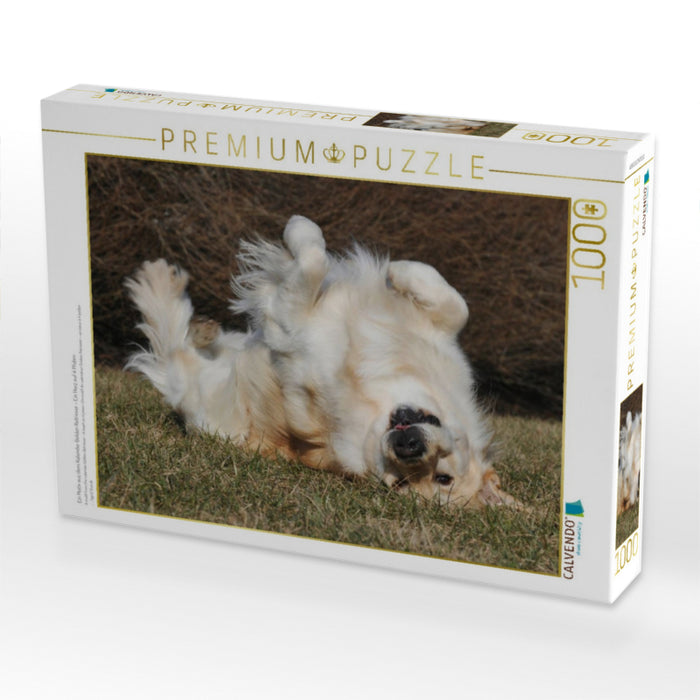 Ein Motiv aus dem Kalender Golden Retriever - Ein Herz auf 4 Pfoten - CALVENDO Foto-Puzzle'