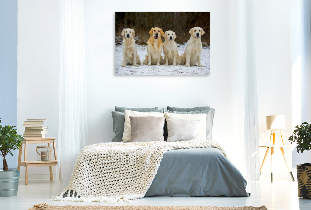 Premium Textil-Leinwand Premium Textil-Leinwand 120 cm x 80 cm quer Ein Motiv aus dem Kalender Golden Retriever - Ein Herz auf 4 Pfoten