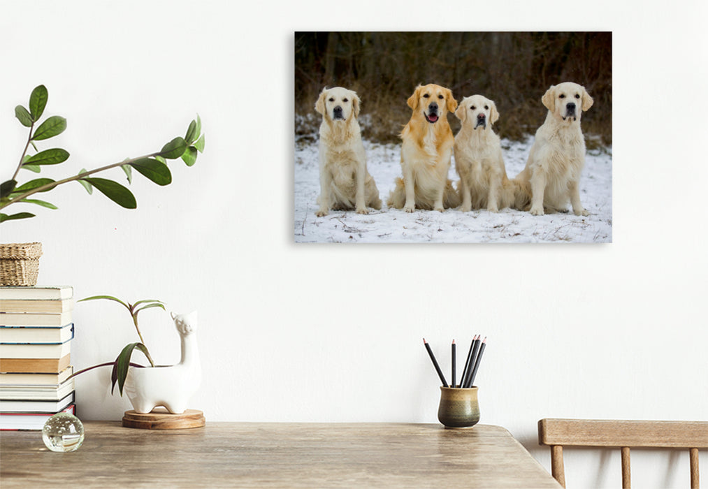 Premium Textil-Leinwand Premium Textil-Leinwand 120 cm x 80 cm quer Ein Motiv aus dem Kalender Golden Retriever - Ein Herz auf 4 Pfoten