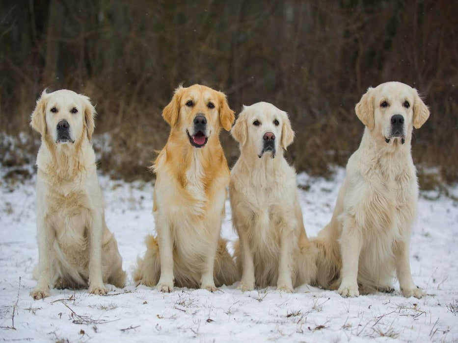 Ein Motiv aus dem Kalender Golden Retriever - Ein Herz auf 4 Pfoten - CALVENDO Foto-Puzzle'