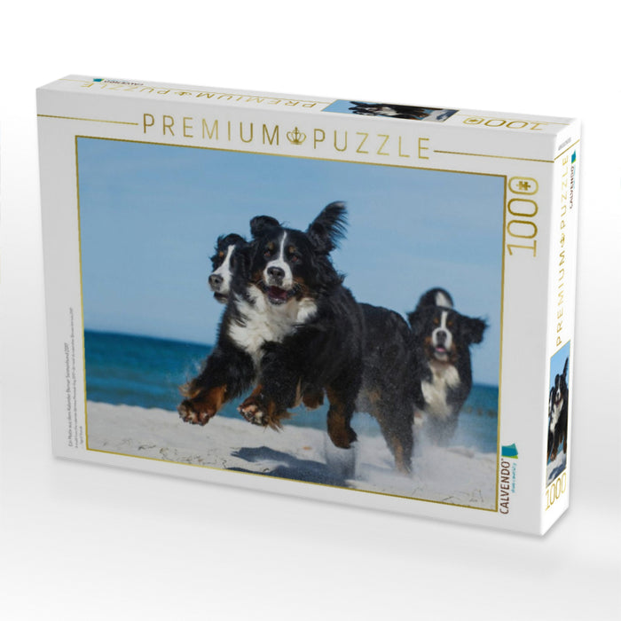 Ein Motiv aus dem Kalender Berner Sennenhund 2017 - CALVENDO Foto-Puzzle'
