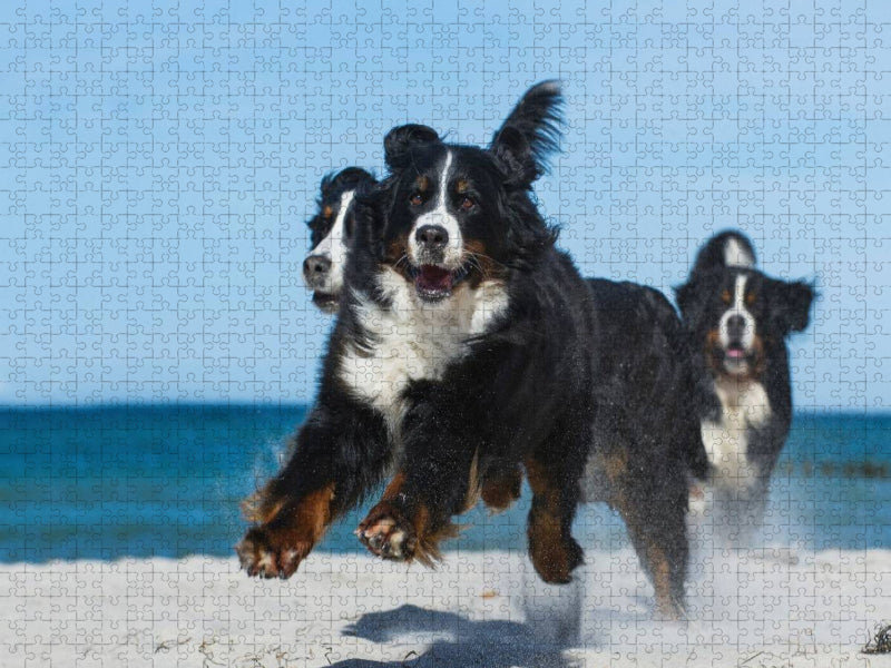 Ein Motiv aus dem Kalender Berner Sennenhund 2017 - CALVENDO Foto-Puzzle'