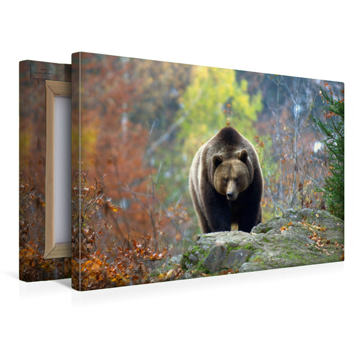 Premium Textil-Leinwand Braunbär