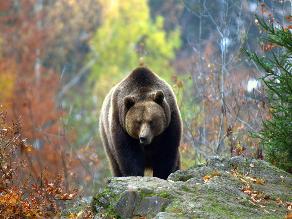 Braunbär - CALVENDO Foto-Puzzle'