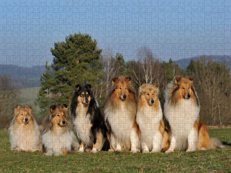 Ein Motiv aus dem Kalender Faszination Collie 2017 - CALVENDO Foto-Puzzle'