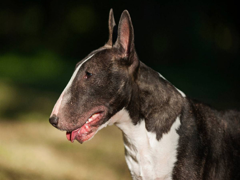 Ein Motiv aus dem Kalender Bullterrier - CALVENDO Foto-Puzzle'