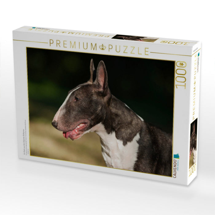 Ein Motiv aus dem Kalender Bullterrier - CALVENDO Foto-Puzzle'