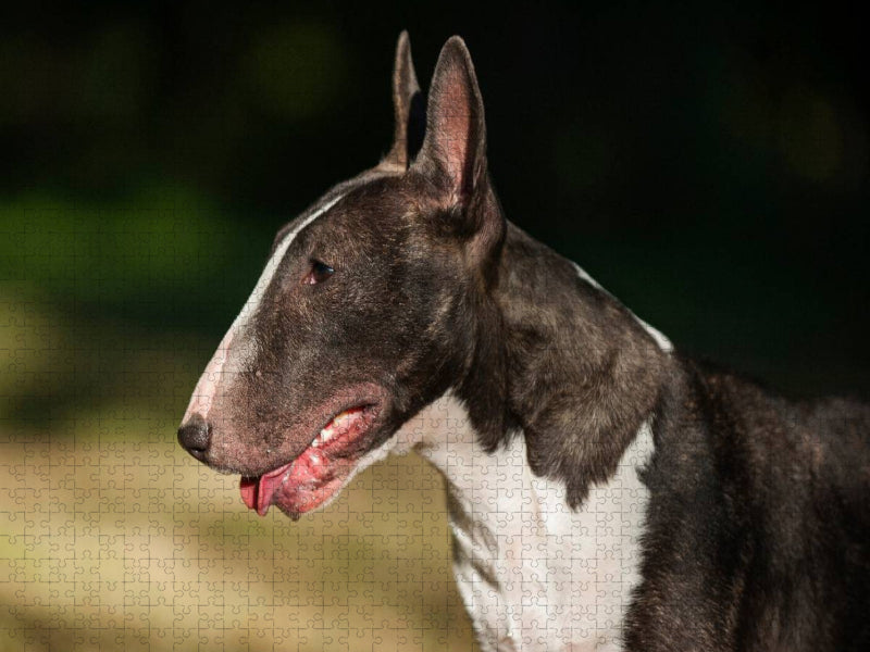 Ein Motiv aus dem Kalender Bullterrier - CALVENDO Foto-Puzzle'