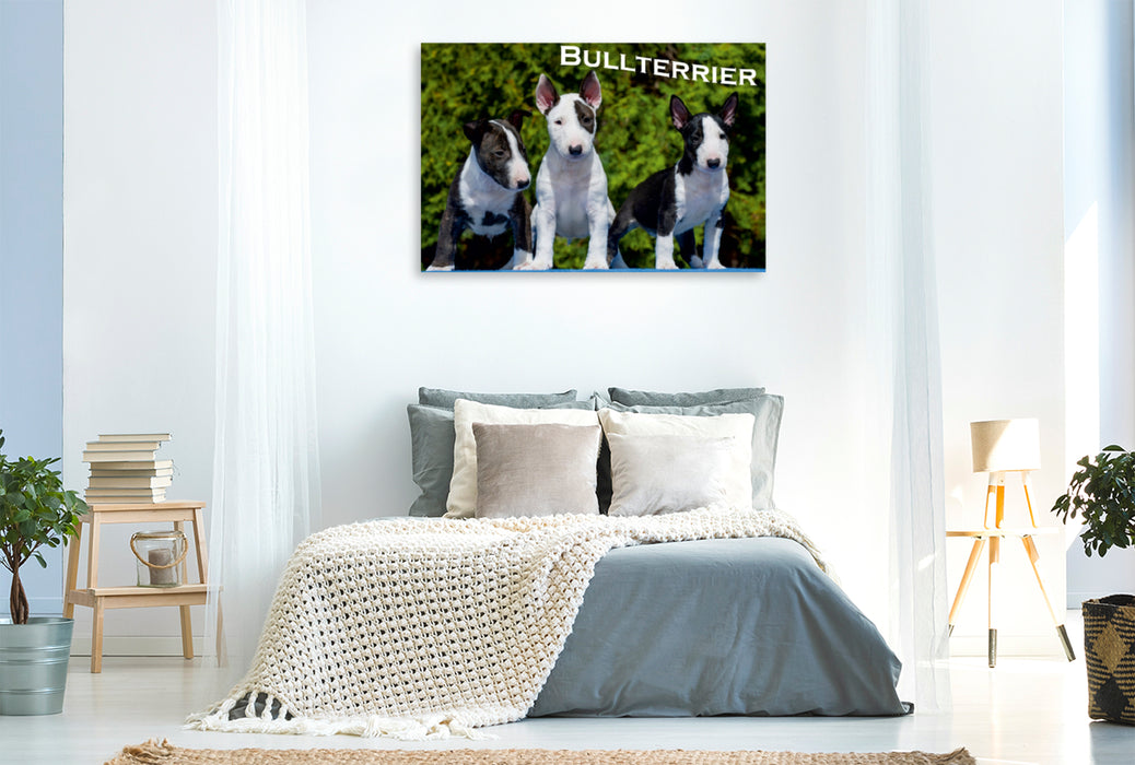 Premium Textil-Leinwand Premium Textil-Leinwand 120 cm x 80 cm quer Ein Motiv aus dem Kalender Bullterrier