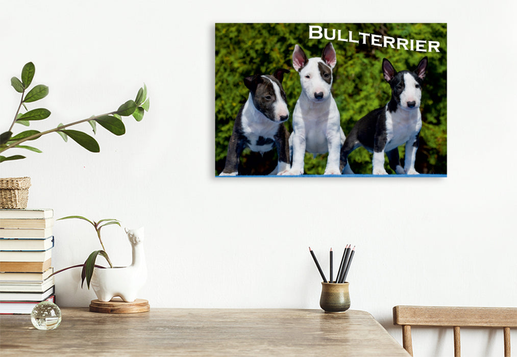 Premium Textil-Leinwand Premium Textil-Leinwand 120 cm x 80 cm quer Ein Motiv aus dem Kalender Bullterrier