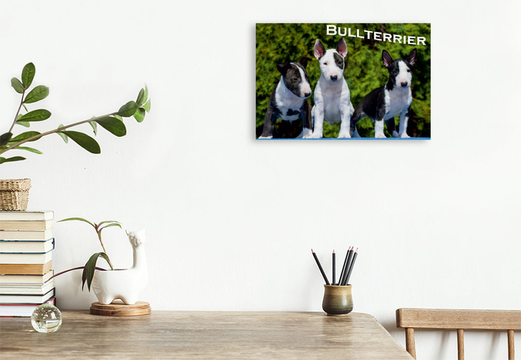 Premium Textil-Leinwand Premium Textil-Leinwand 120 cm x 80 cm quer Ein Motiv aus dem Kalender Bullterrier