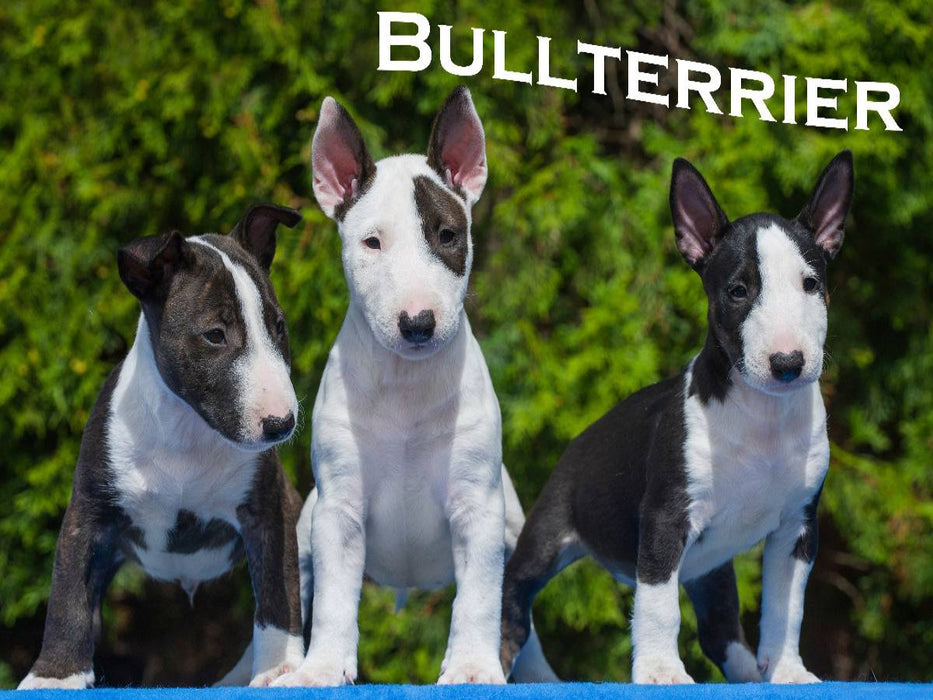 Ein Motiv aus dem Kalender Bullterrier - CALVENDO Foto-Puzzle'