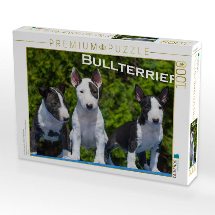 Ein Motiv aus dem Kalender Bullterrier - CALVENDO Foto-Puzzle'
