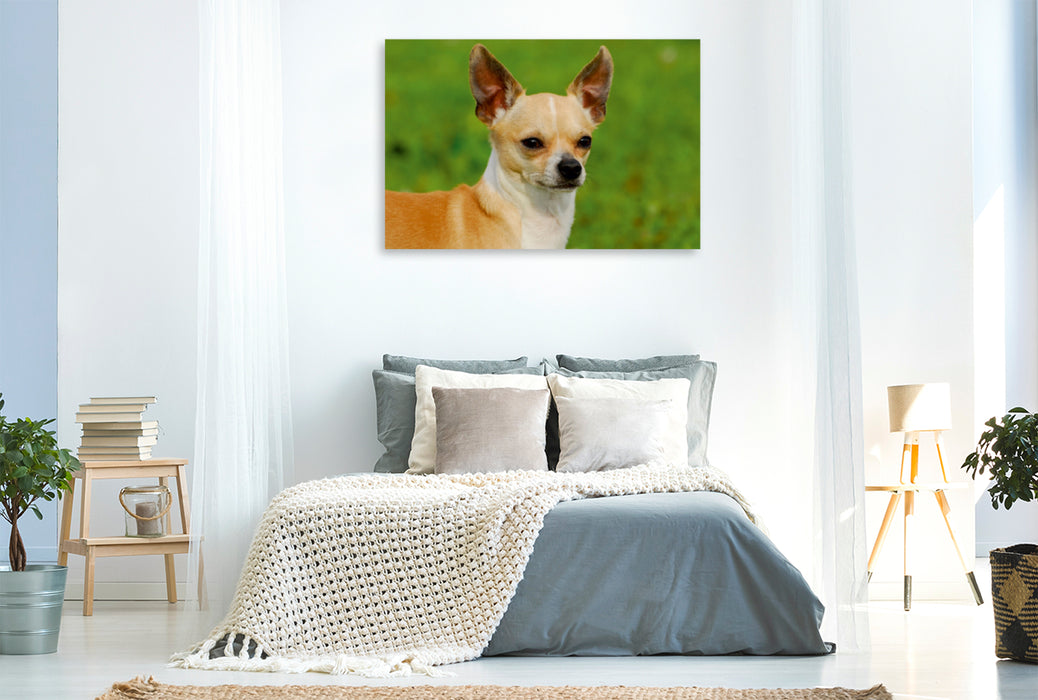 Premium Textil-Leinwand Premium Textil-Leinwand 120 cm x 80 cm quer Ein Motiv aus dem Kalender Chihuahua - Kleine Hunde ganz groß