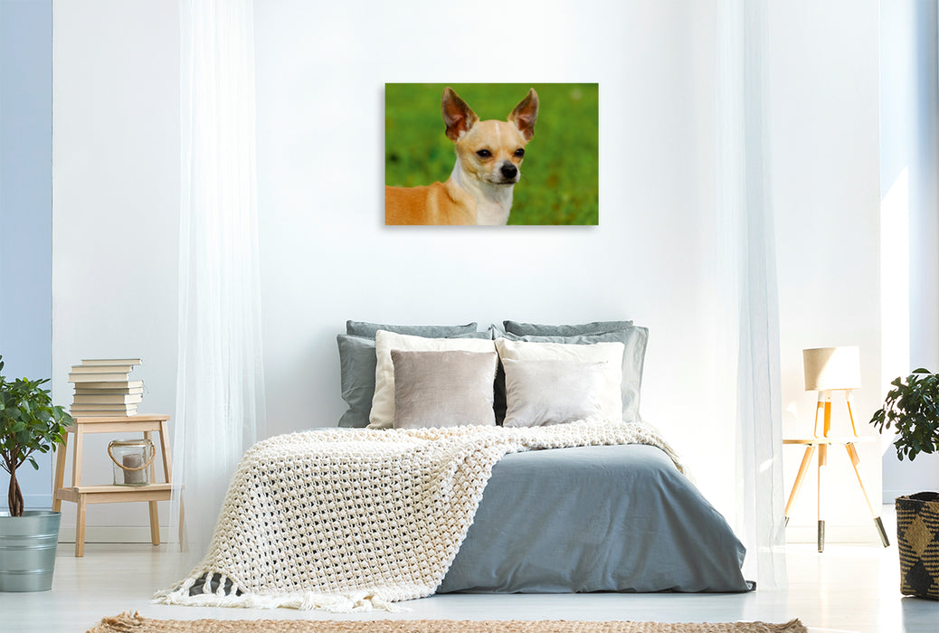 Premium Textil-Leinwand Premium Textil-Leinwand 120 cm x 80 cm quer Ein Motiv aus dem Kalender Chihuahua - Kleine Hunde ganz groß