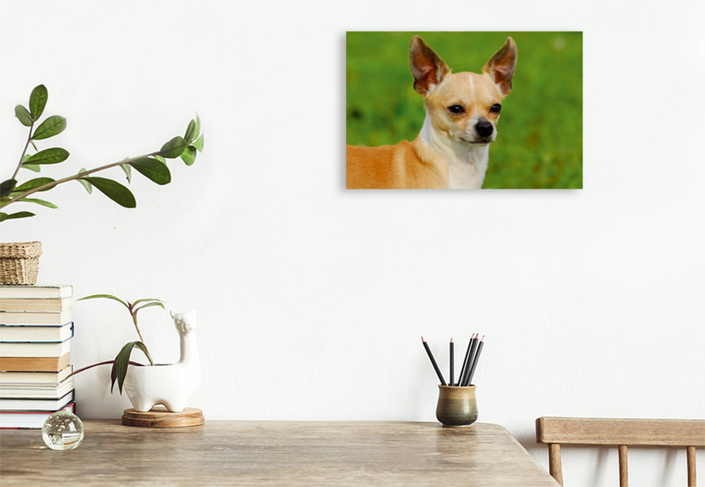 Premium Textil-Leinwand Premium Textil-Leinwand 120 cm x 80 cm quer Ein Motiv aus dem Kalender Chihuahua - Kleine Hunde ganz groß
