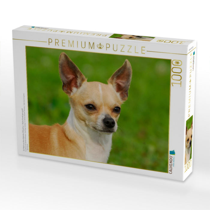 Ein Motiv aus dem Kalender Chihuahua - Kleine Hunde ganz groß - CALVENDO Foto-Puzzle'