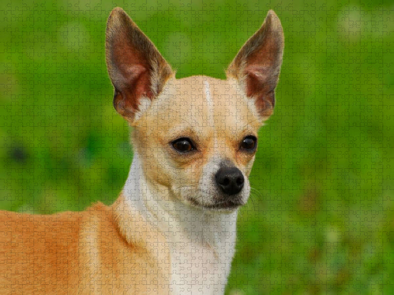 Ein Motiv aus dem Kalender Chihuahua - Kleine Hunde ganz groß - CALVENDO Foto-Puzzle'