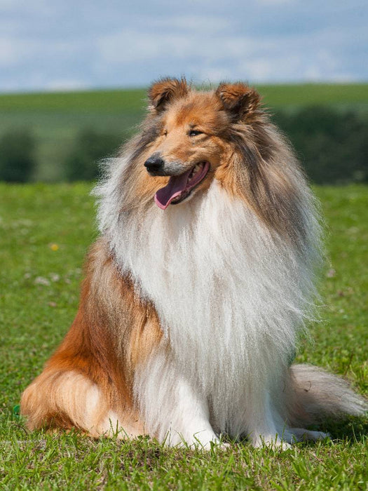 Ein Motiv aus dem Kalender Collie 2017 - CALVENDO Foto-Puzzle'