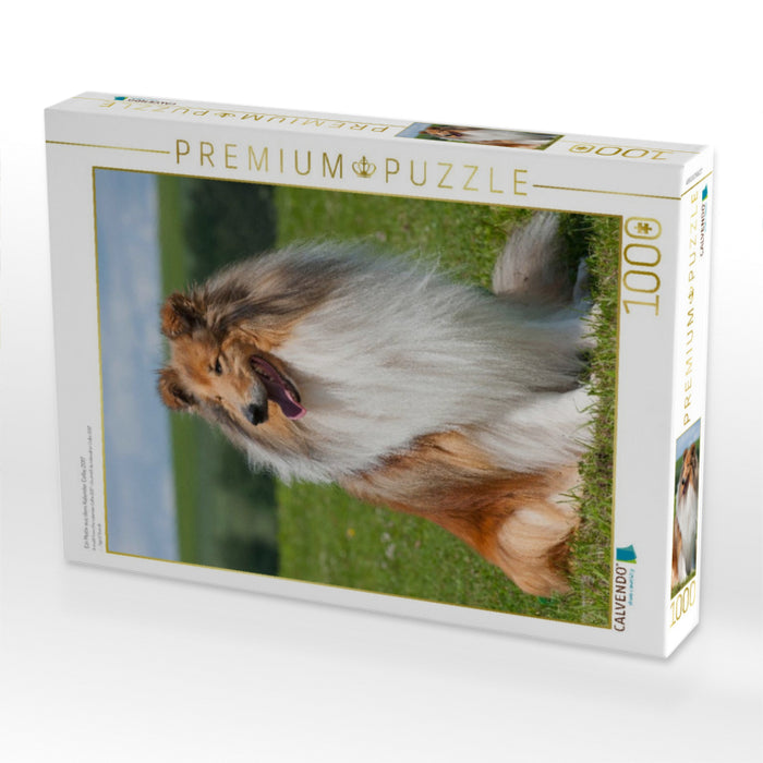 Ein Motiv aus dem Kalender Collie 2017 - CALVENDO Foto-Puzzle'