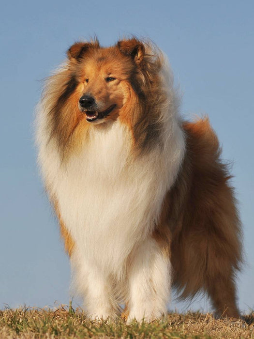 Ein Motiv aus dem Kalender Collie 2017 - CALVENDO Foto-Puzzle'