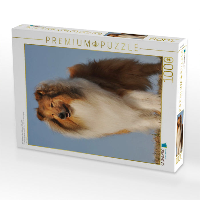 Ein Motiv aus dem Kalender Collie 2017 - CALVENDO Foto-Puzzle'