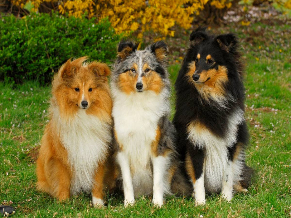 Ein Motiv aus dem Kalender Sheltie 2017 - CALVENDO Foto-Puzzle'