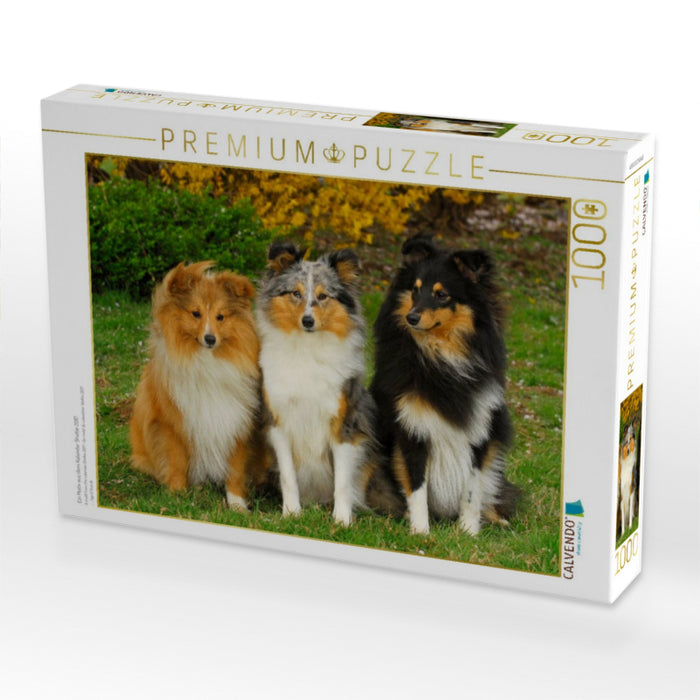 Ein Motiv aus dem Kalender Sheltie 2017 - CALVENDO Foto-Puzzle'