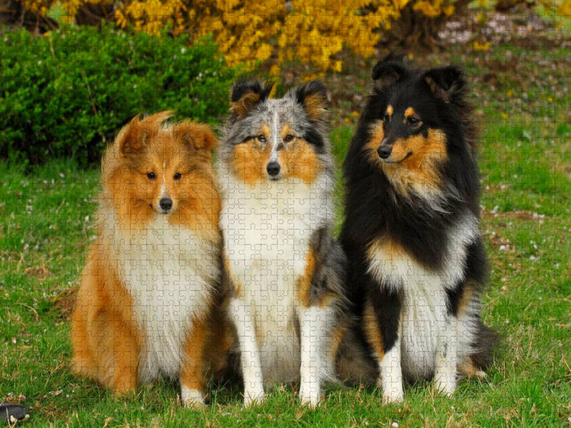 Ein Motiv aus dem Kalender Sheltie 2017 - CALVENDO Foto-Puzzle'