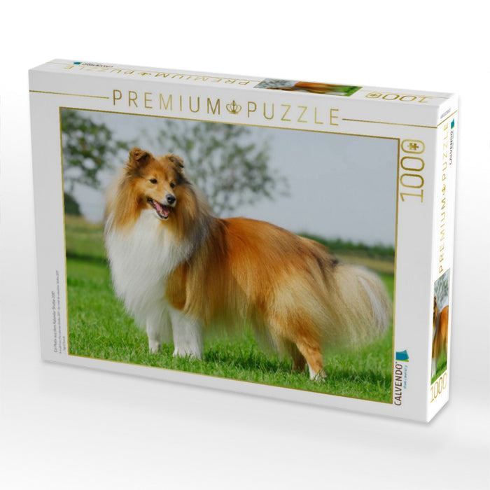 Ein Motiv aus dem Kalender Sheltie 2017 - CALVENDO Foto-Puzzle'