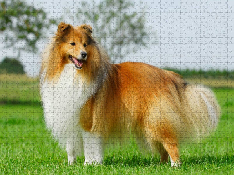 Ein Motiv aus dem Kalender Sheltie 2017 - CALVENDO Foto-Puzzle'