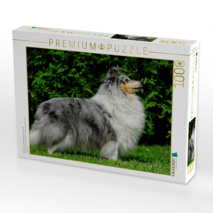 Ein Motiv aus dem Kalender Sheltie 2017 - CALVENDO Foto-Puzzle'