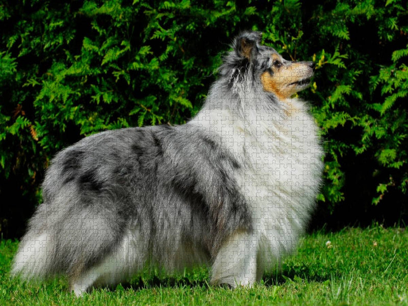 Ein Motiv aus dem Kalender Sheltie 2017 - CALVENDO Foto-Puzzle'