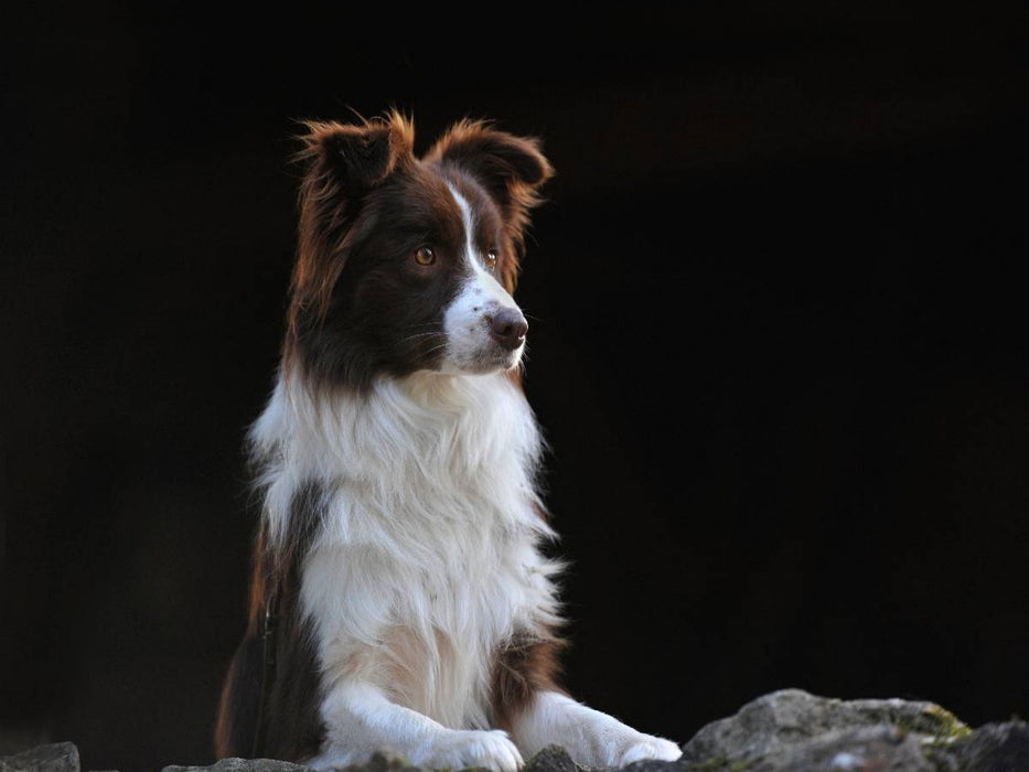 Ein Motiv aus dem Kalender Border Collie 2017 - CALVENDO Foto-Puzzle'